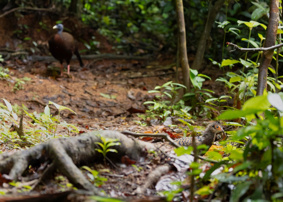 Malayan Peacock-Pheasant - ML643178034