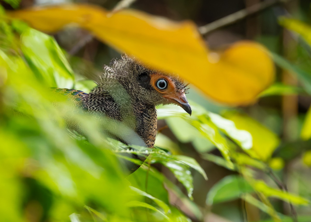 Malayan Peacock-Pheasant - ML643178035