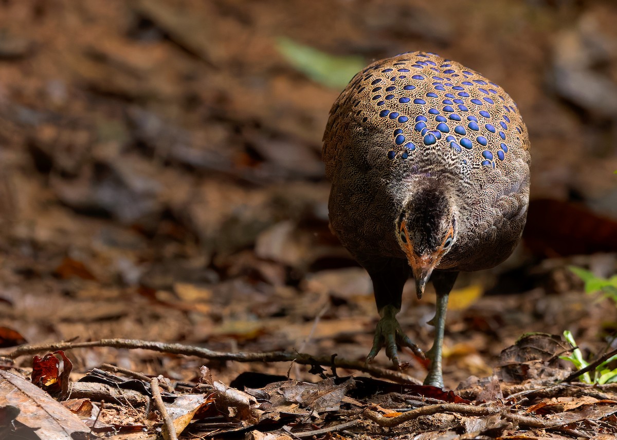 Malayan Peacock-Pheasant - ML643178036