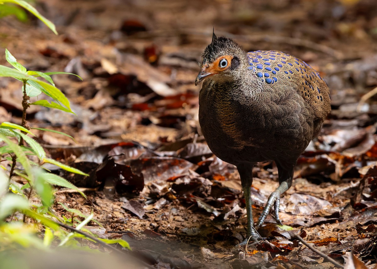 Malayan Peacock-Pheasant - ML643178039
