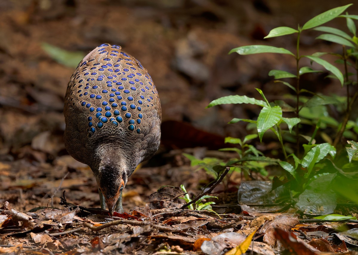 Malayan Peacock-Pheasant - ML643178041