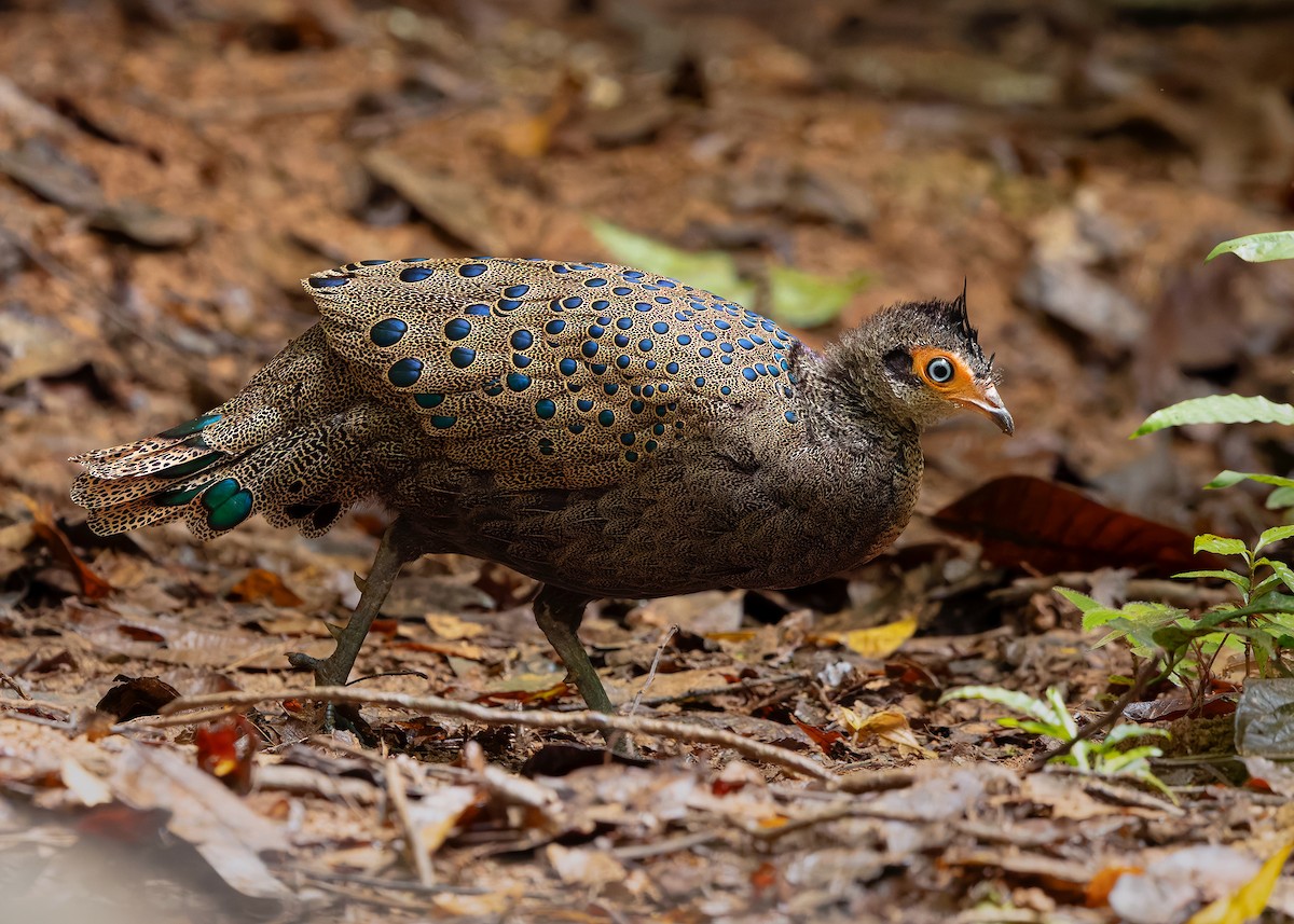 Malayan Peacock-Pheasant - ML643178042