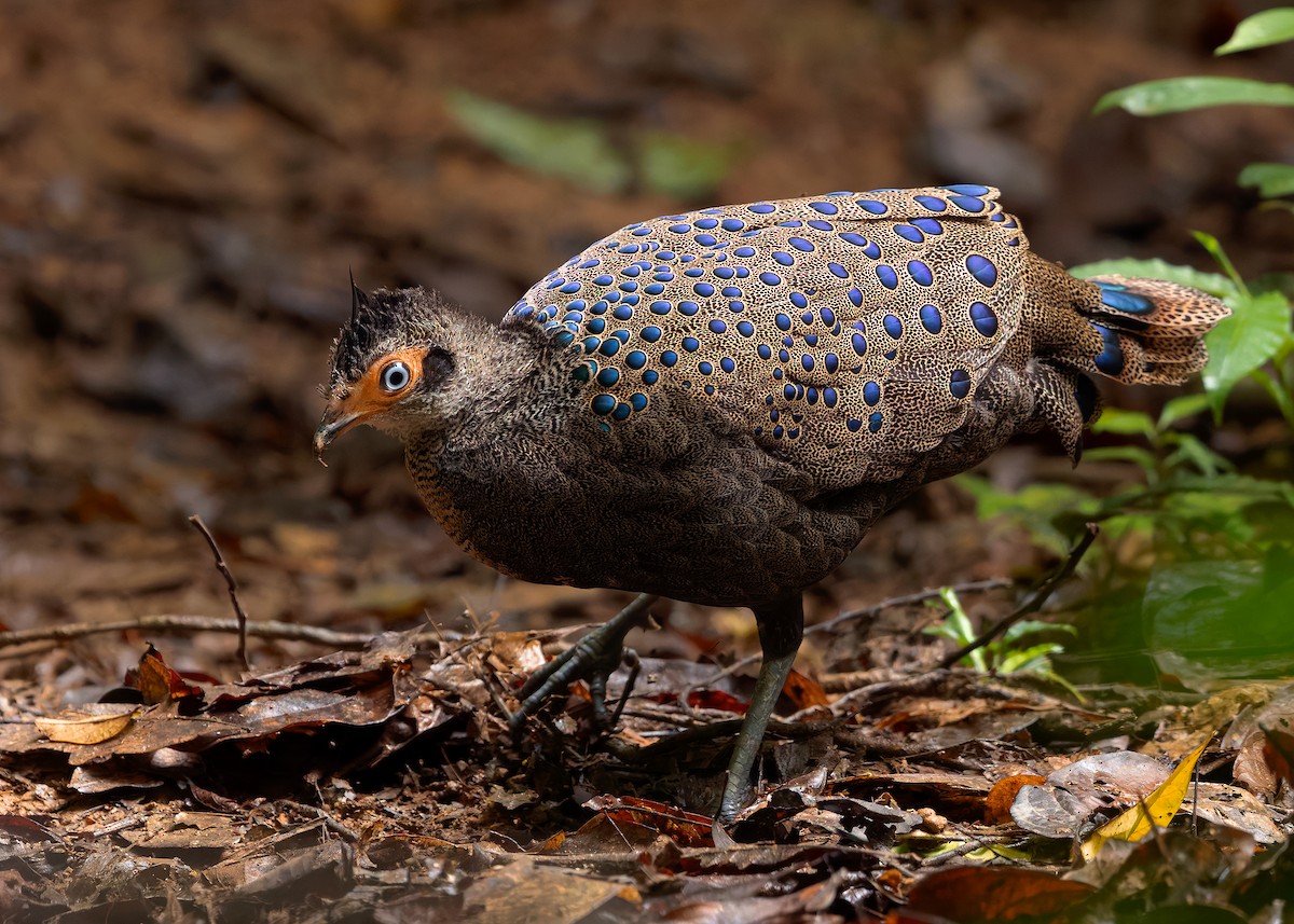 Malayan Peacock-Pheasant - ML643178043