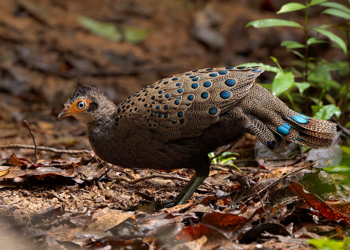 Malayan Peacock-Pheasant - ML643178044