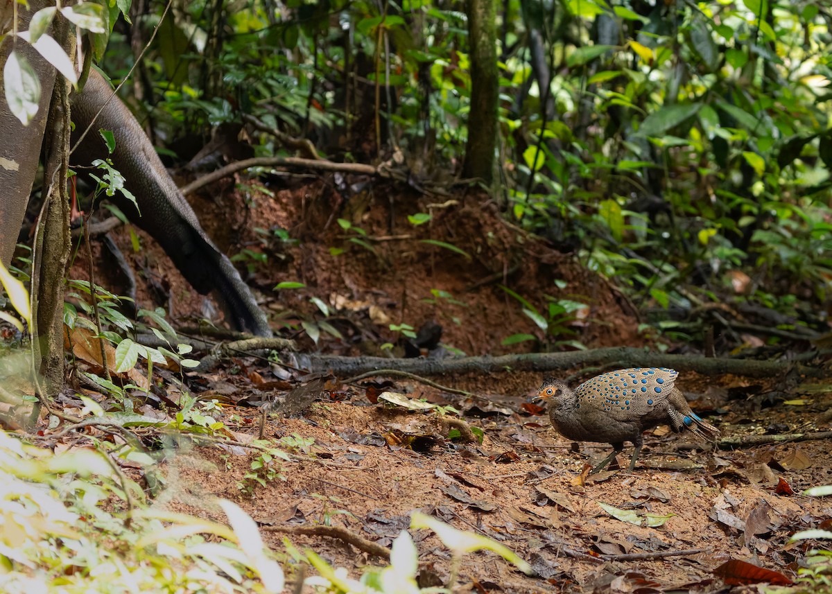 Malayan Peacock-Pheasant - ML643178045