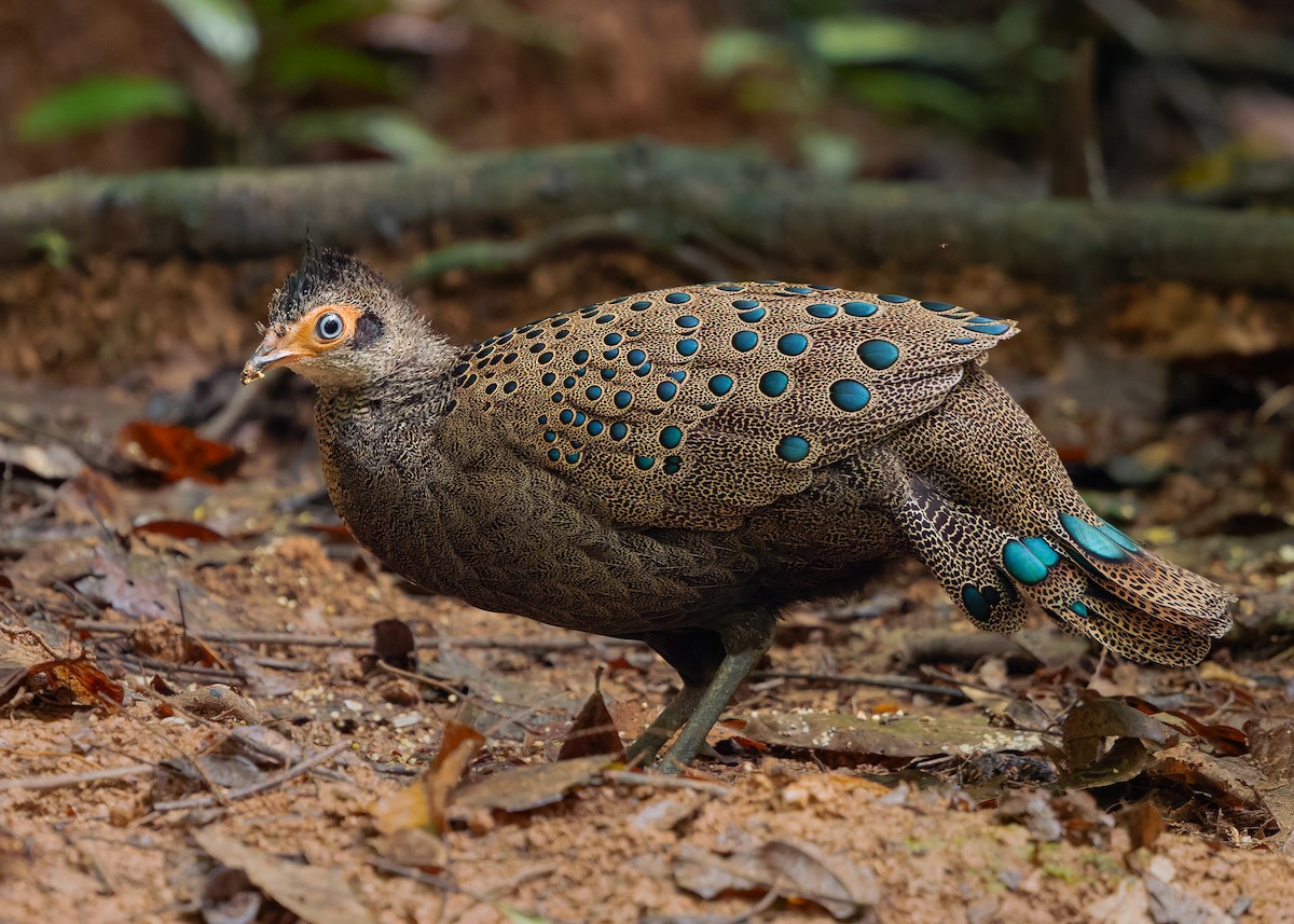 Malayan Peacock-Pheasant - ML643178046