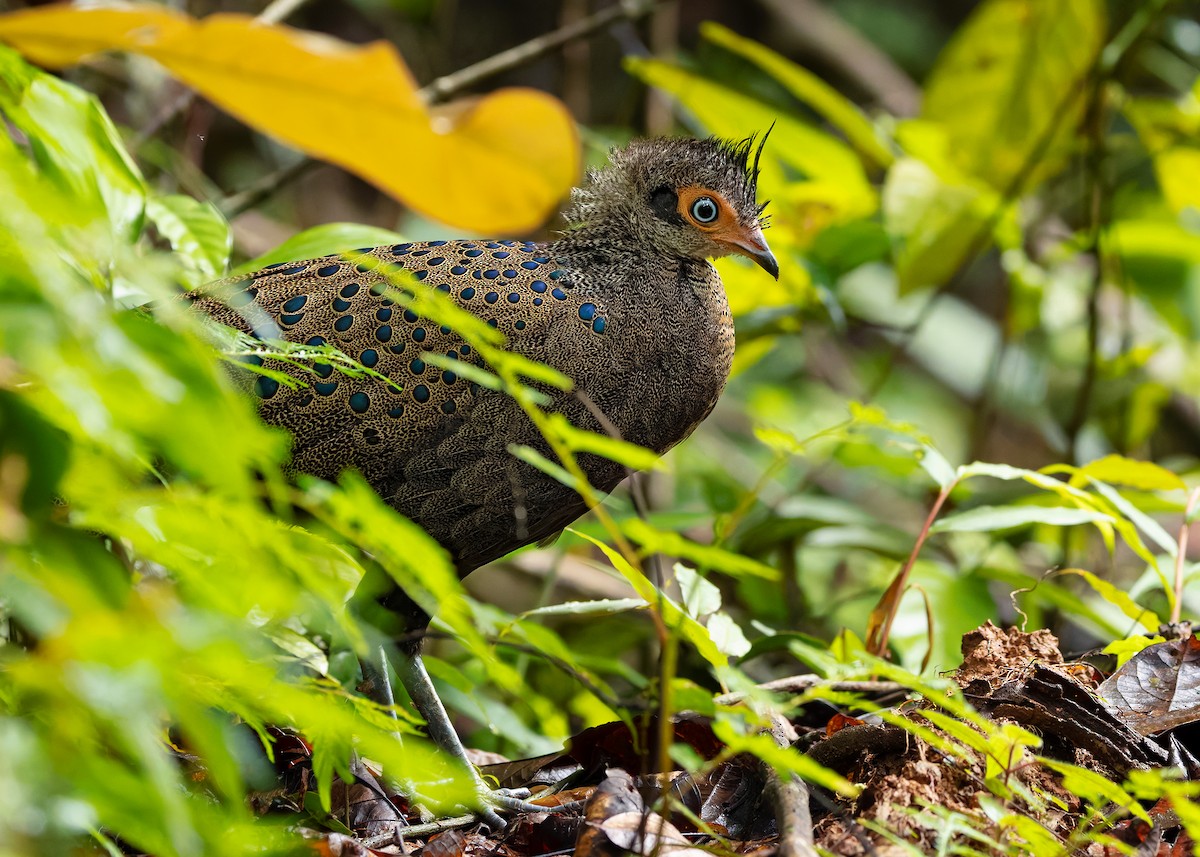 Malayan Peacock-Pheasant - ML643178047