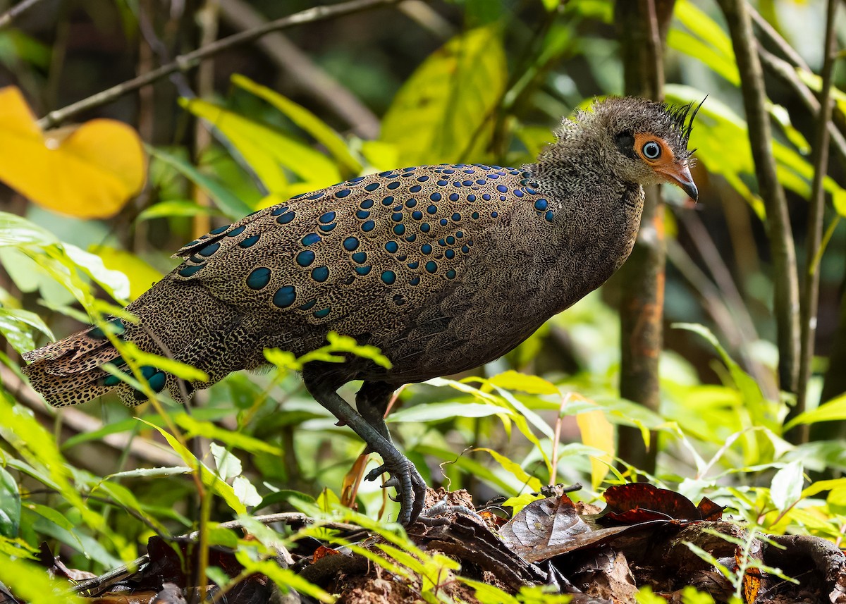 Malayan Peacock-Pheasant - ML643178048