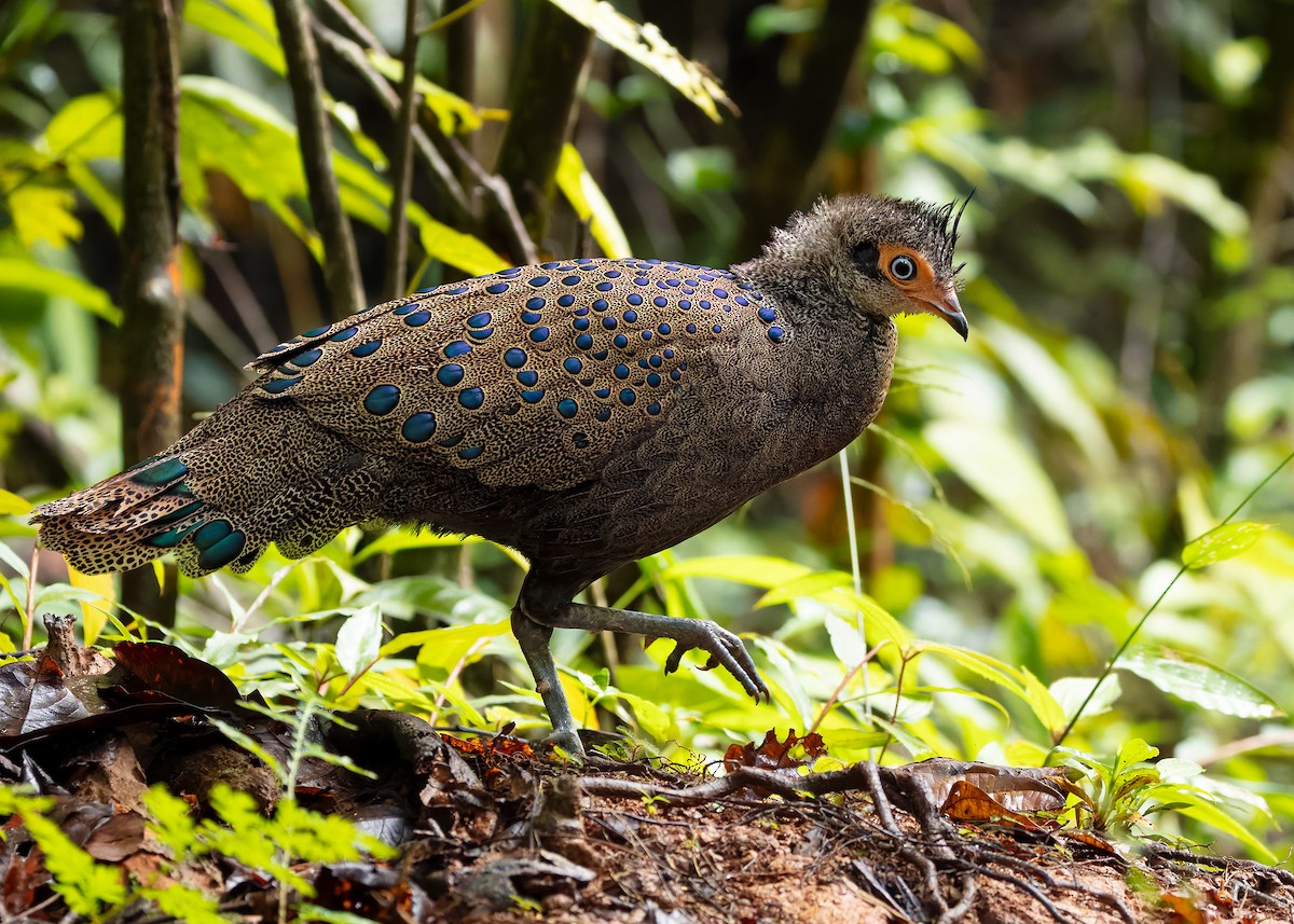 Malayan Peacock-Pheasant - ML643178049