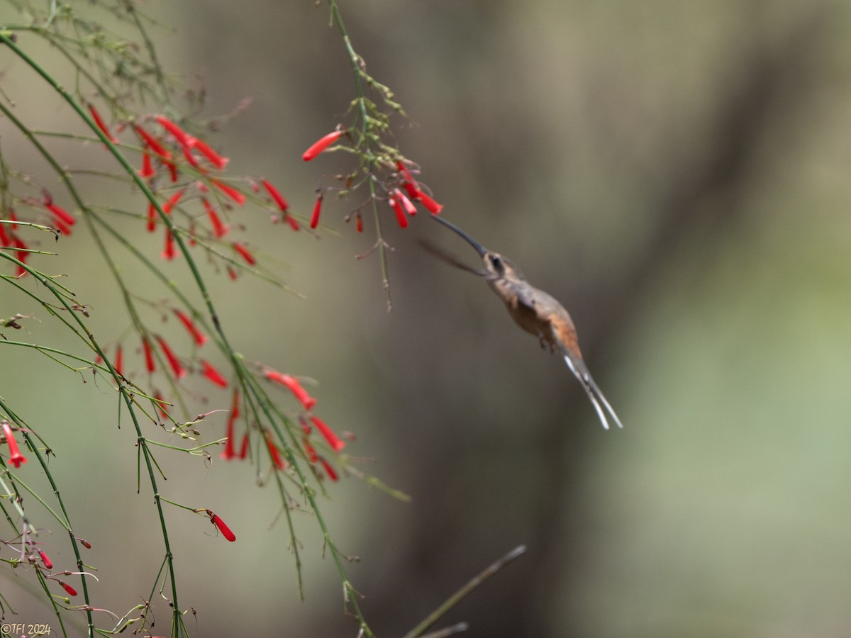 Planalto Hermit - ML643178054