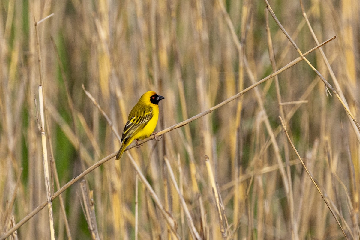Southern Masked-Weaver - ML643178060