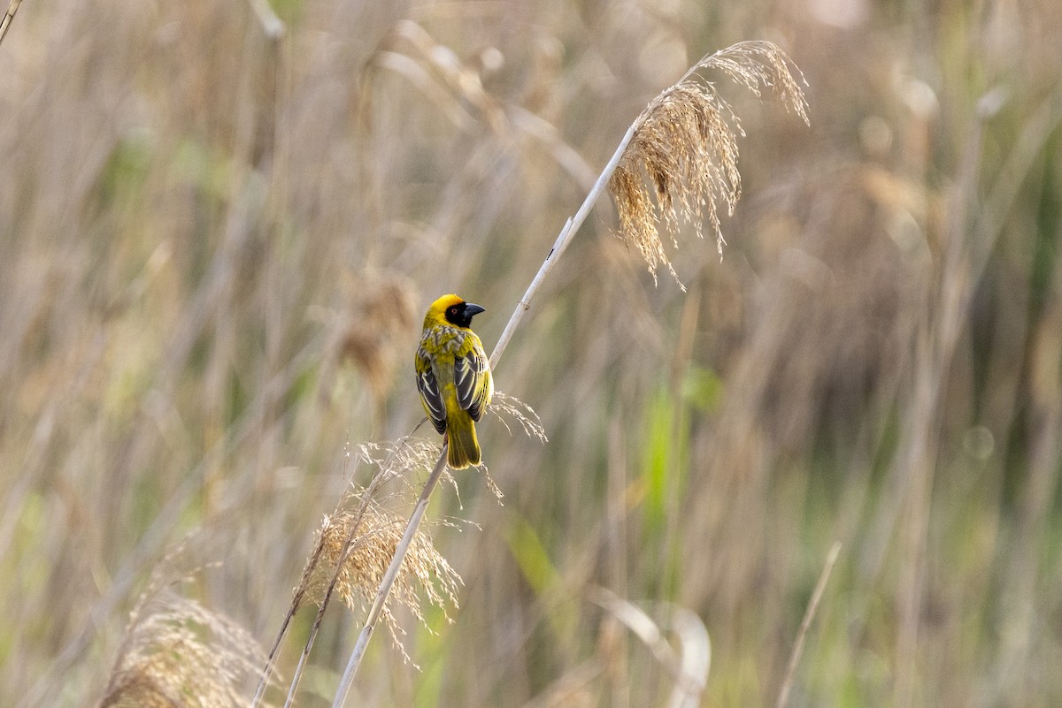 Southern Masked-Weaver - ML643178063