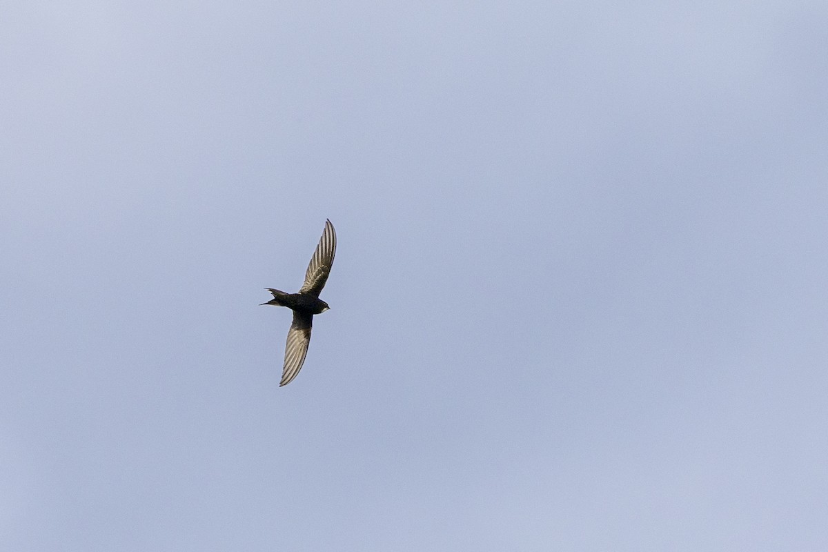 White-rumped Swift - ML643178072