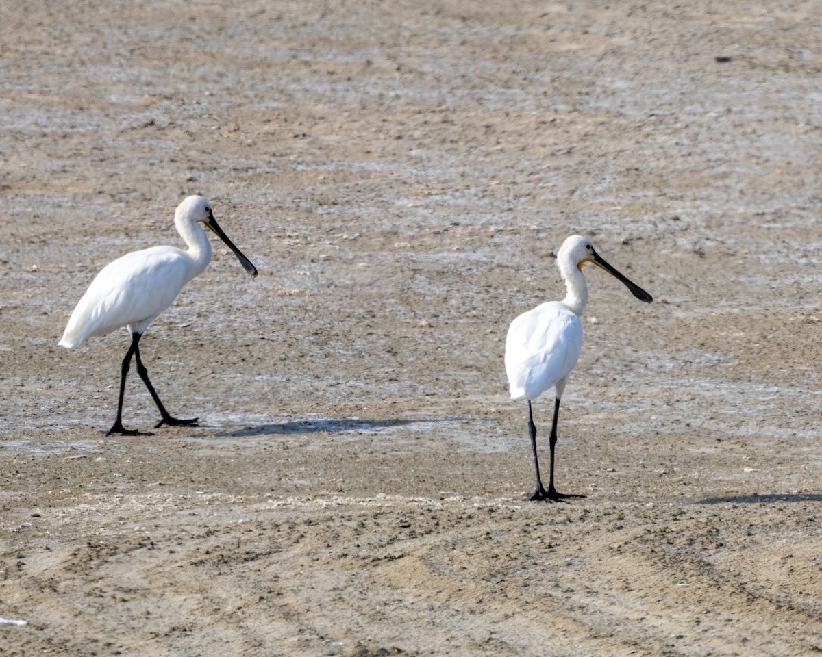 Eurasian Spoonbill - SARAVANAN Sampath