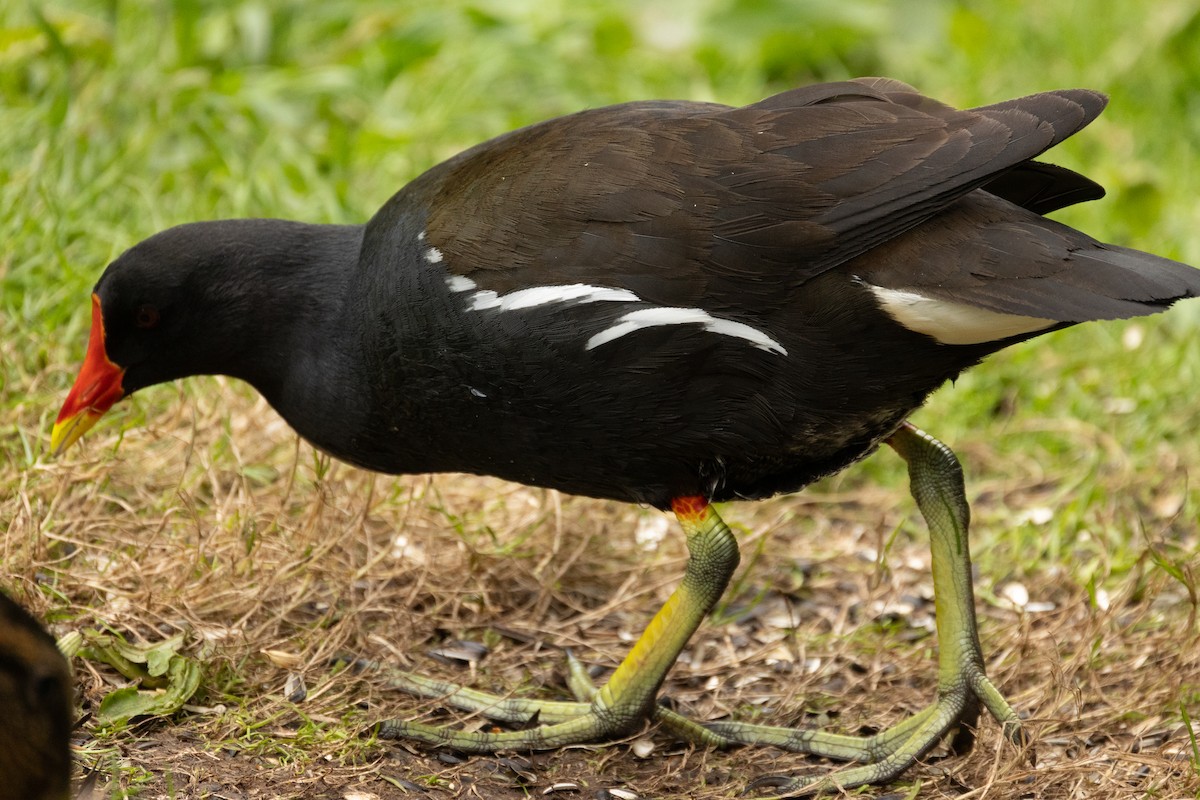 Eurasian Moorhen - ML643178083