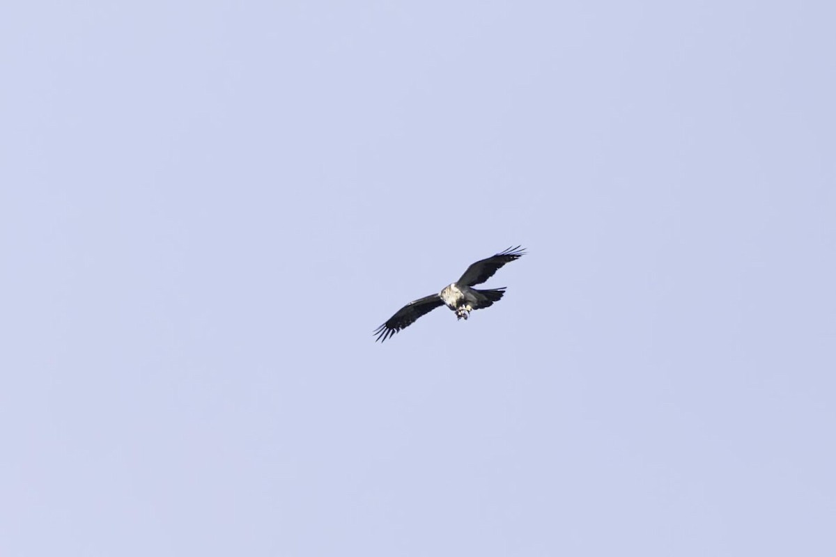 靴隼鵰 - ML643178085