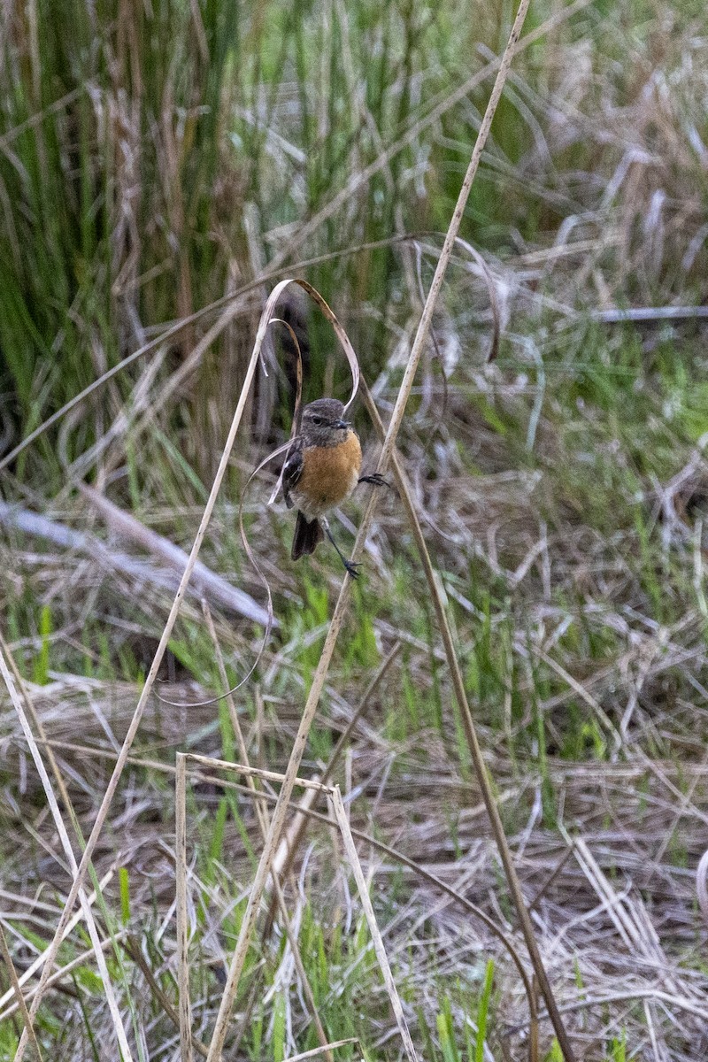African Stonechat - ML643178095
