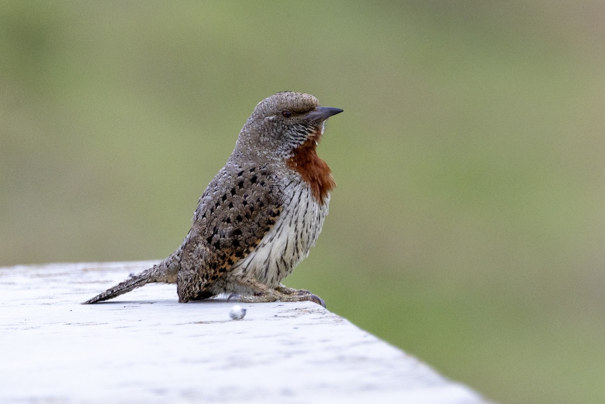Red-throated Wryneck - ML643178097