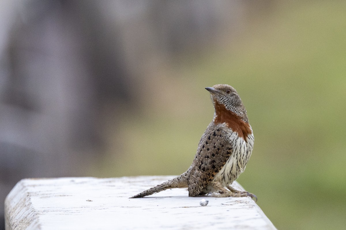 Red-throated Wryneck - ML643178098