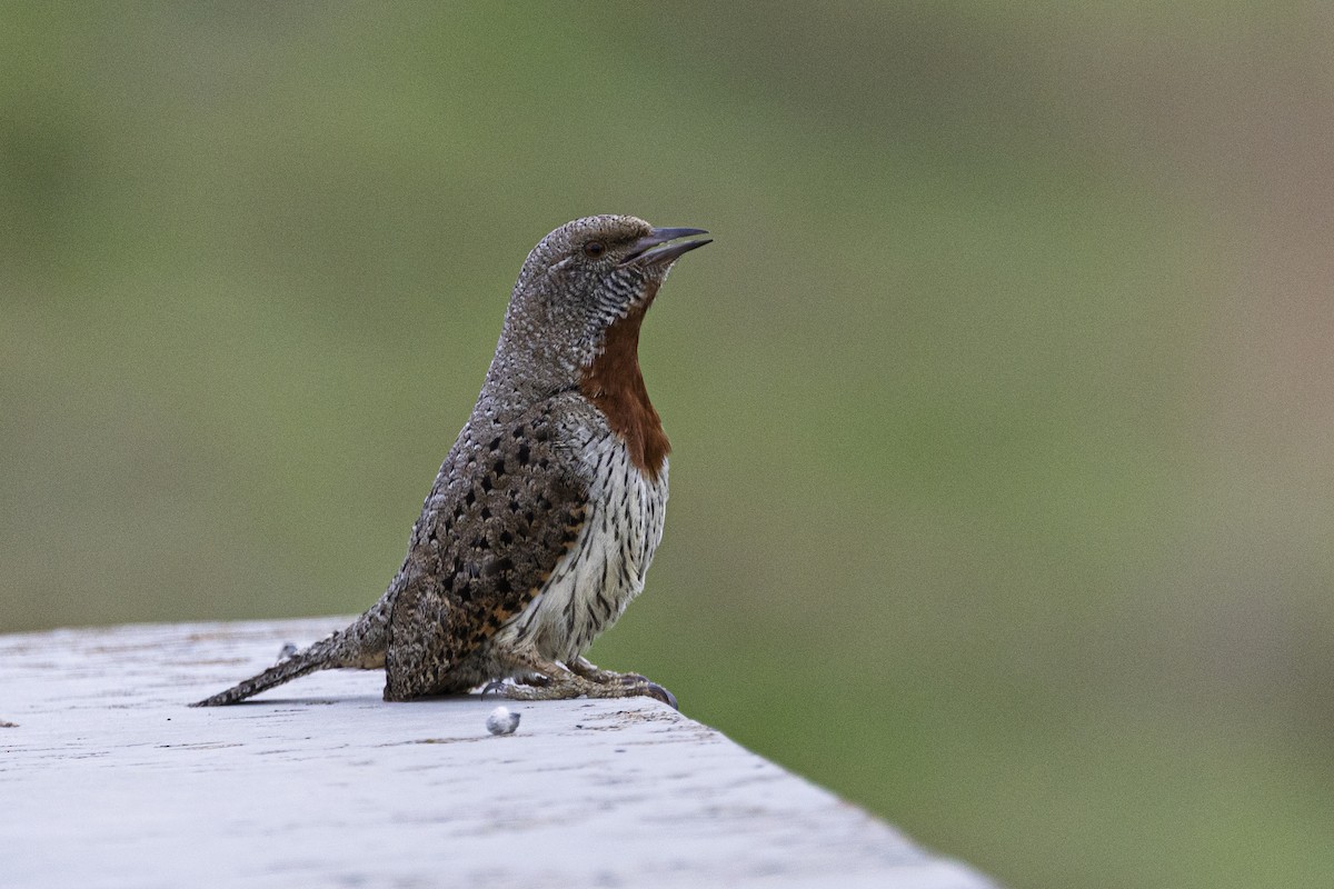 Red-throated Wryneck - ML643178099