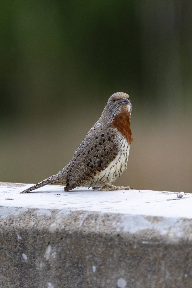 Red-throated Wryneck - ML643178101