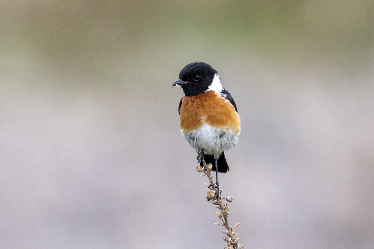 African Stonechat - ML643178109