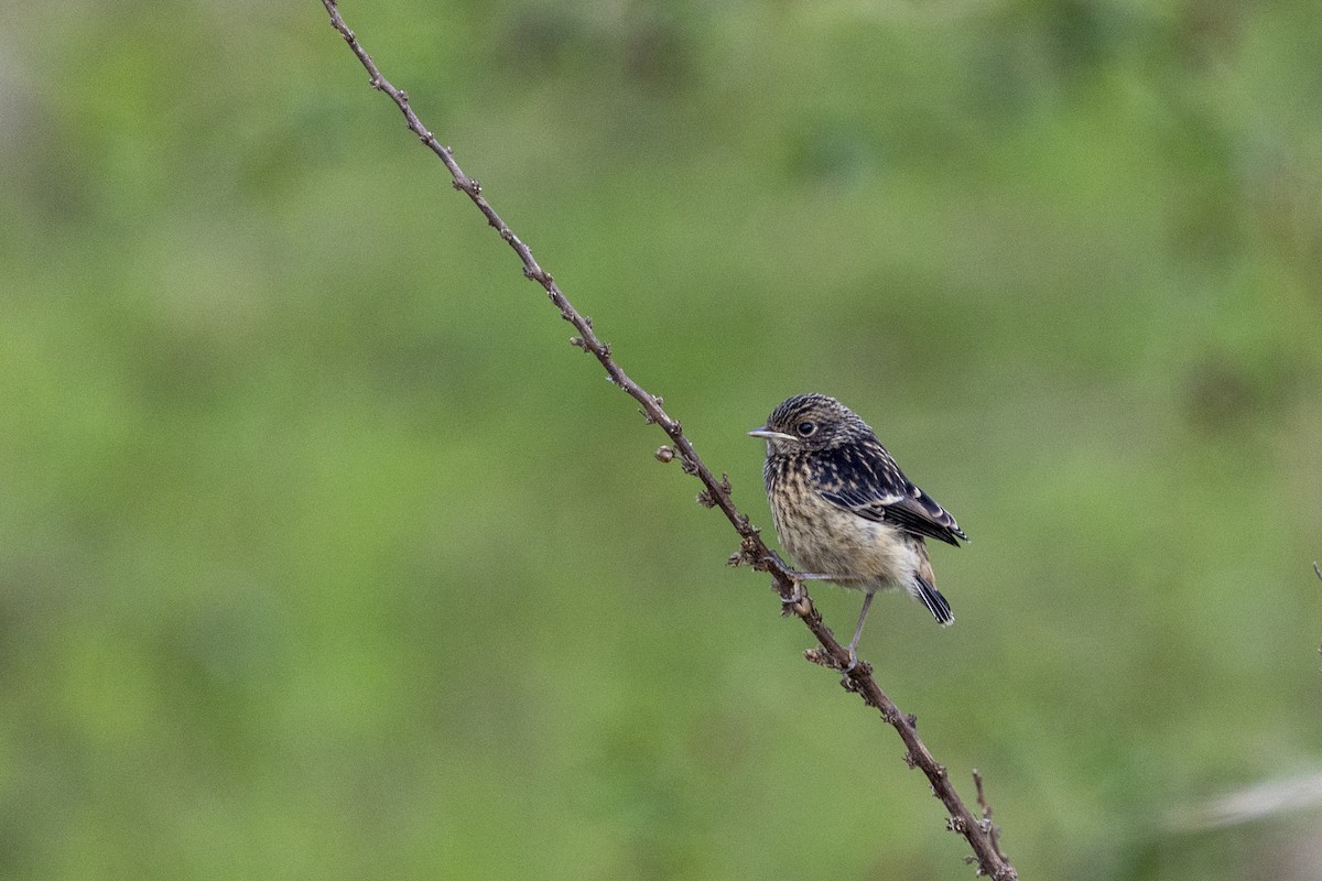 African Stonechat - ML643178110