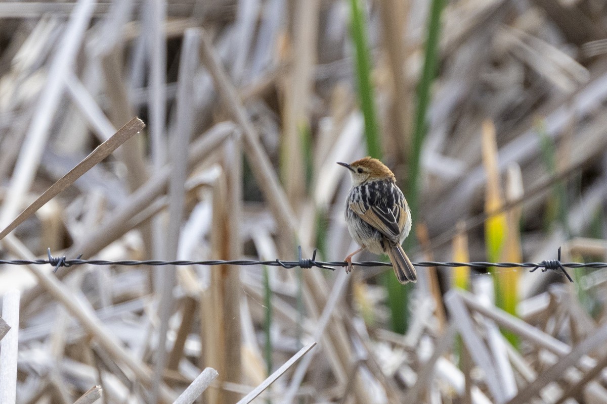 Levaillant's Cisticola - ML643178112