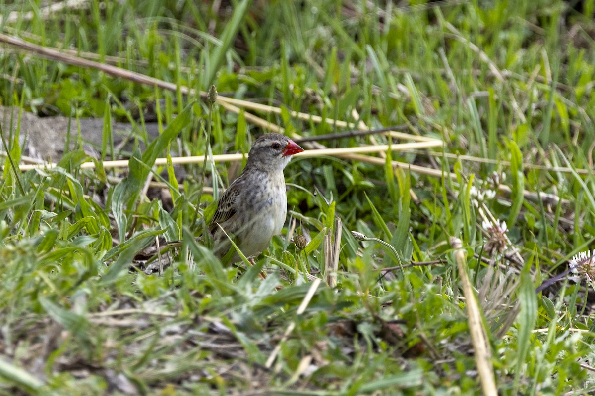Red-billed Quelea - ML643178113
