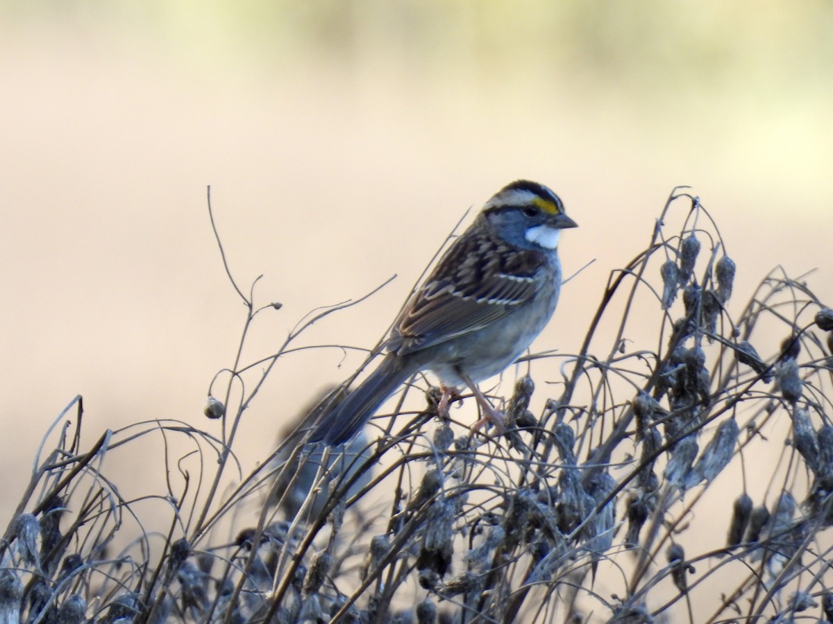 White-throated Sparrow - ML643178116