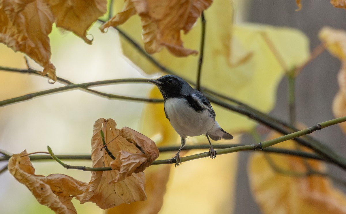Black-throated Blue Warbler - ML643178118