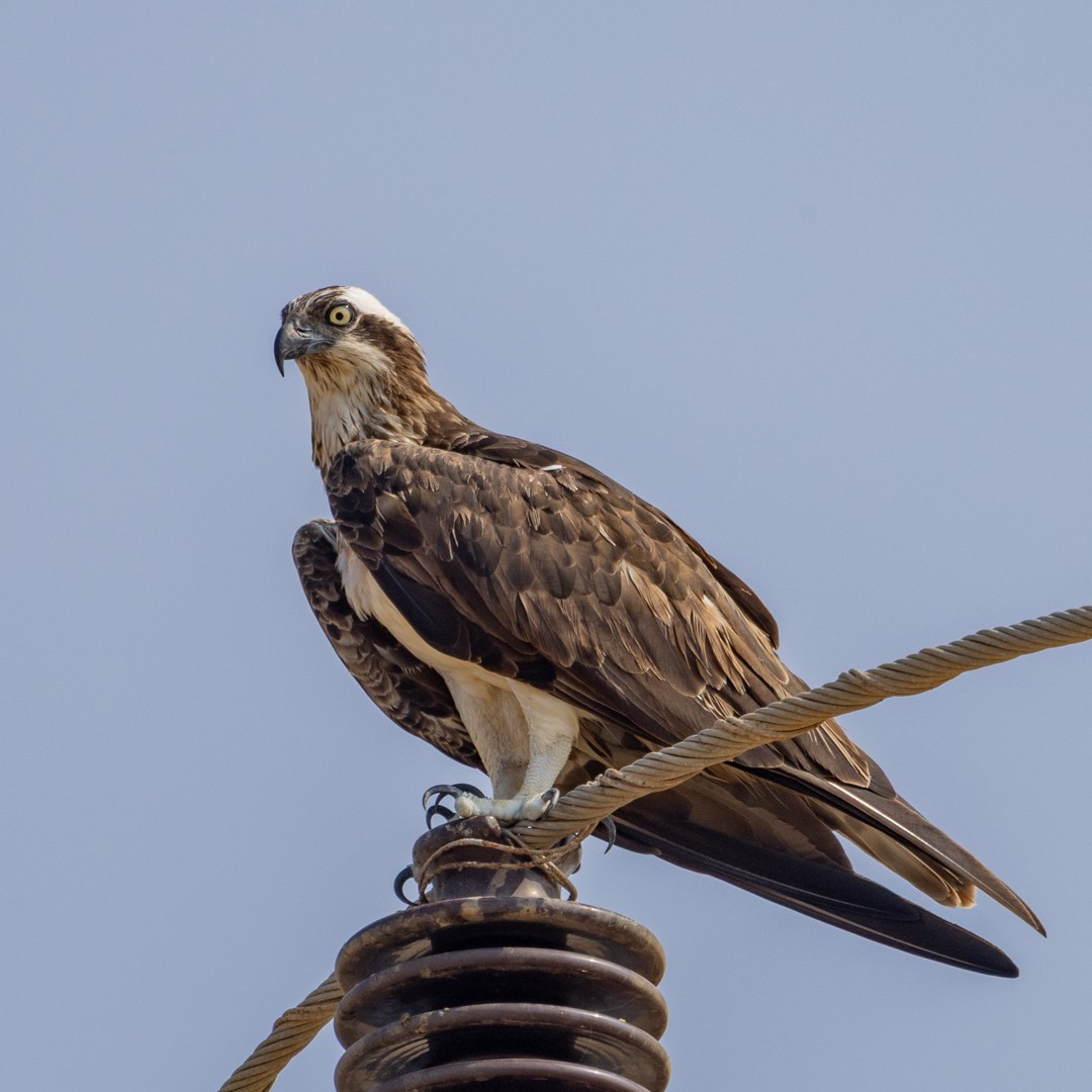 Osprey - ML643178119