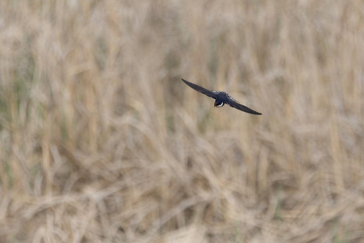 White-throated Swallow - ML643178120