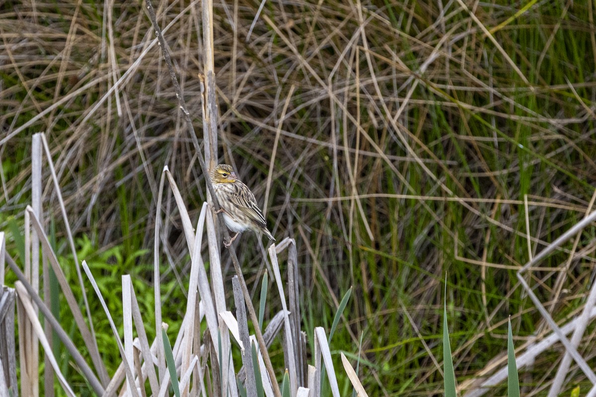 Southern Red Bishop - ML643178122