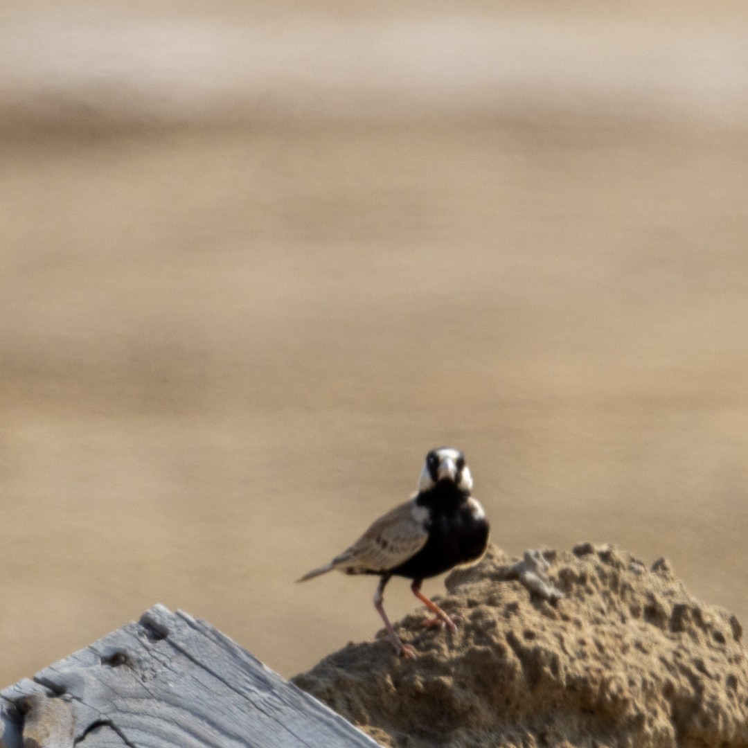 Black-crowned Sparrow-Lark - ML643178123