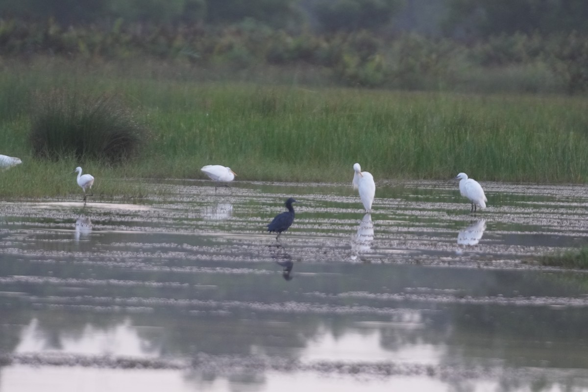 Garceta Azabache - ML643178125