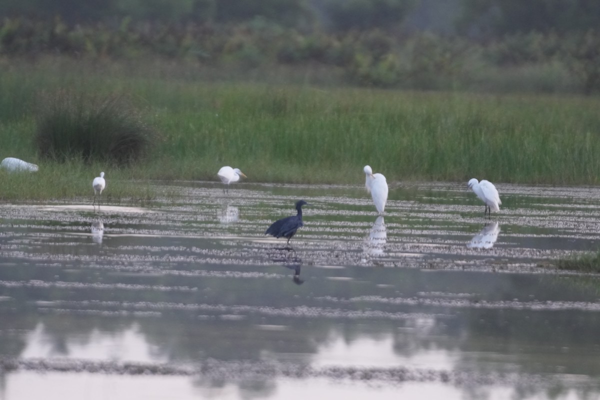 Garceta Azabache - ML643178126