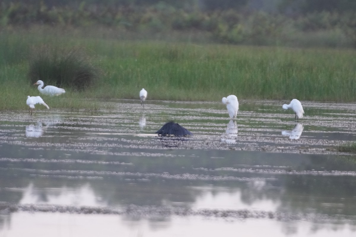 Garceta Azabache - ML643178127