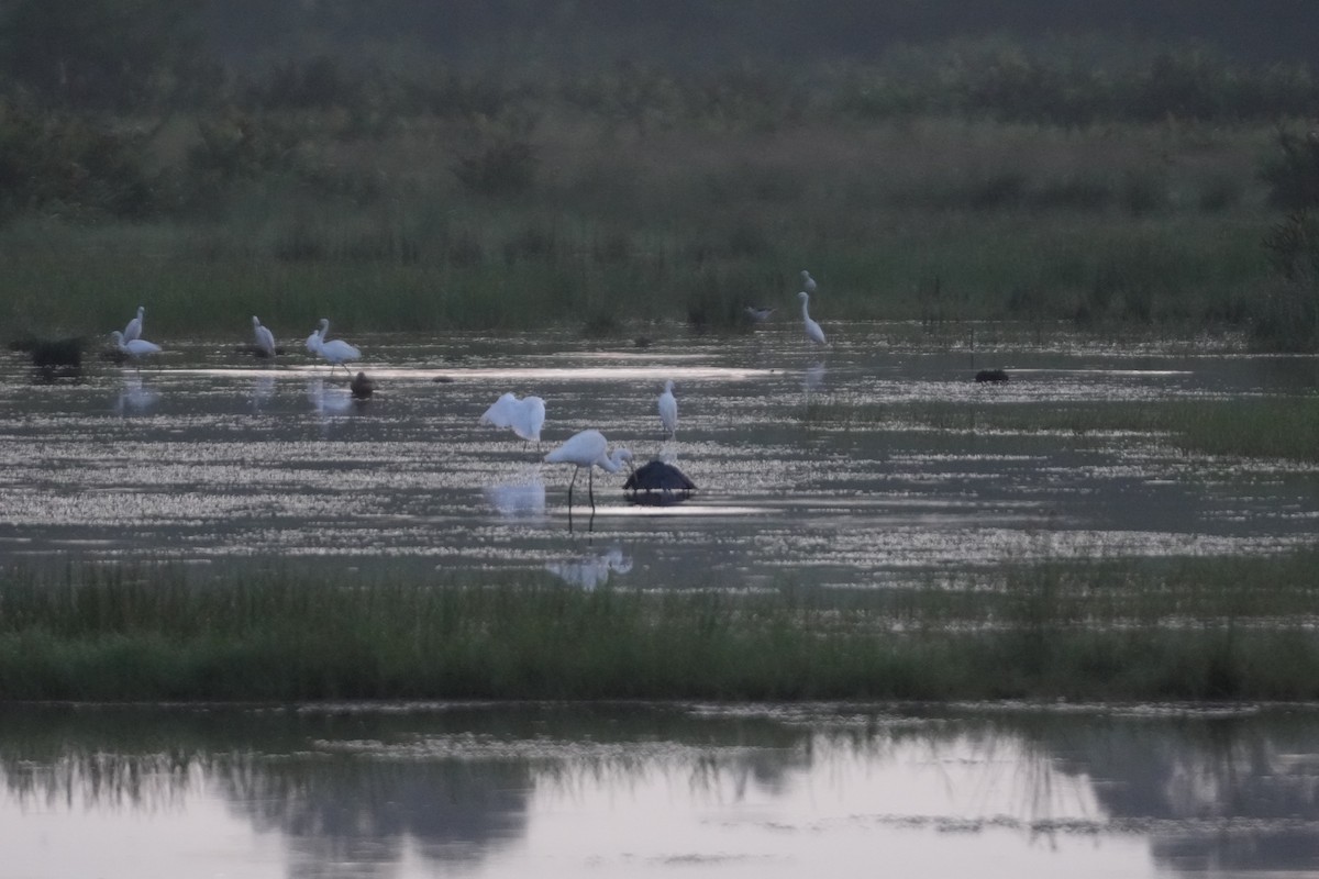 Garceta Azabache - ML643178128