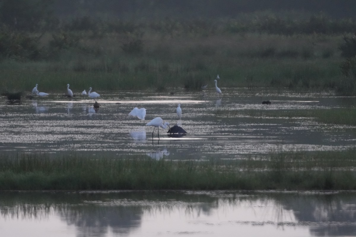 Garceta Azabache - ML643178129