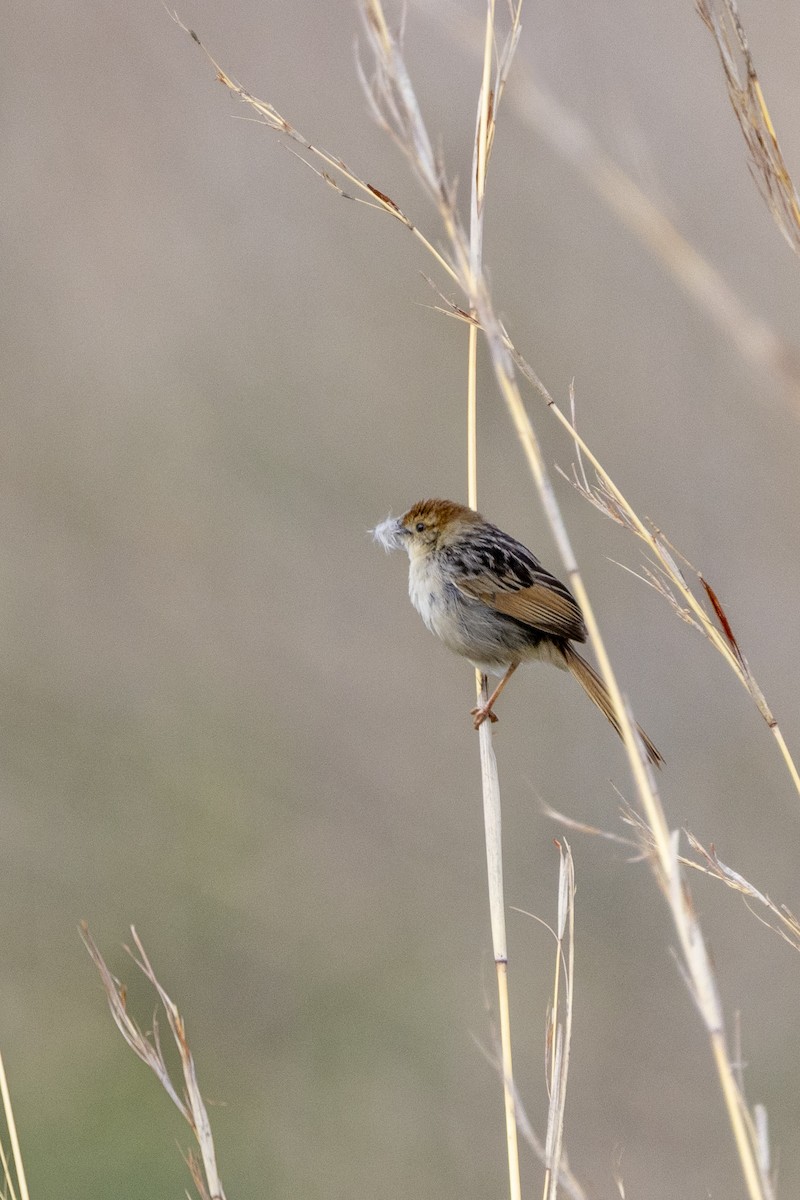 Levaillant's Cisticola - ML643178132