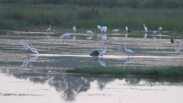 Black Heron - ML643178133