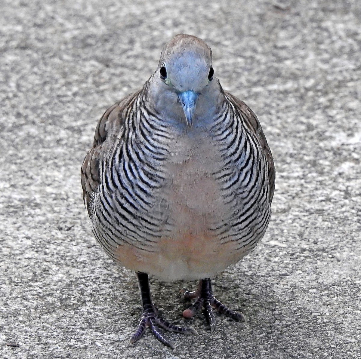 Zebra Dove - ML643178136