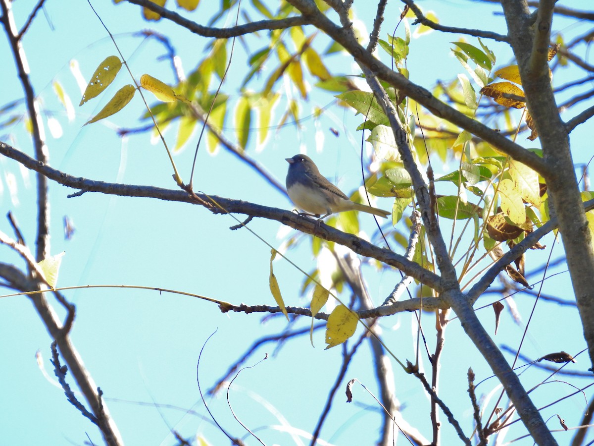 Dark-eyed Junco - ML643178137
