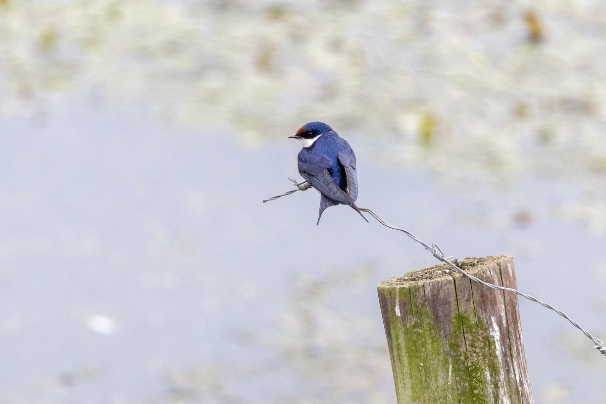 White-throated Swallow - ML643178139
