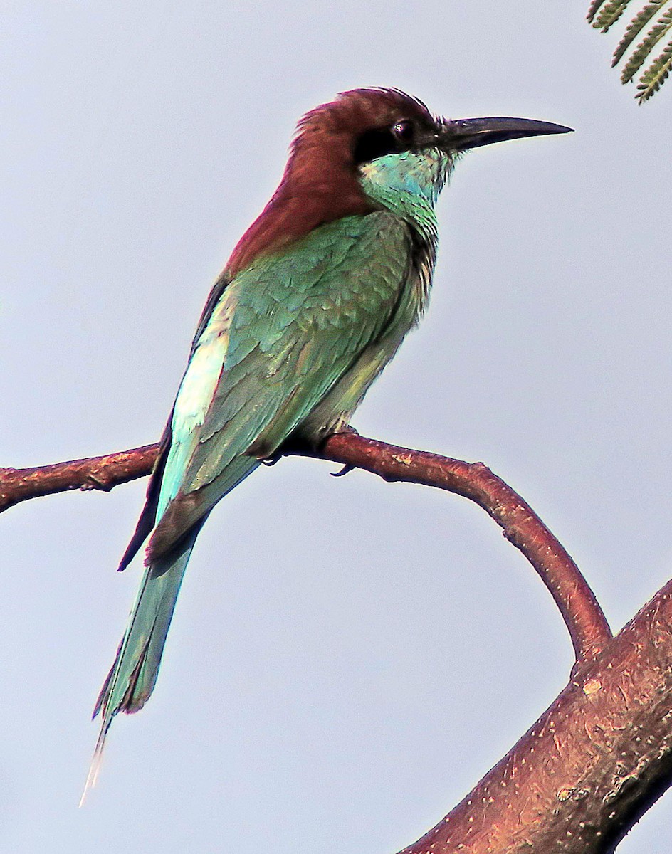 Blue-throated Bee-eater - ML643178142