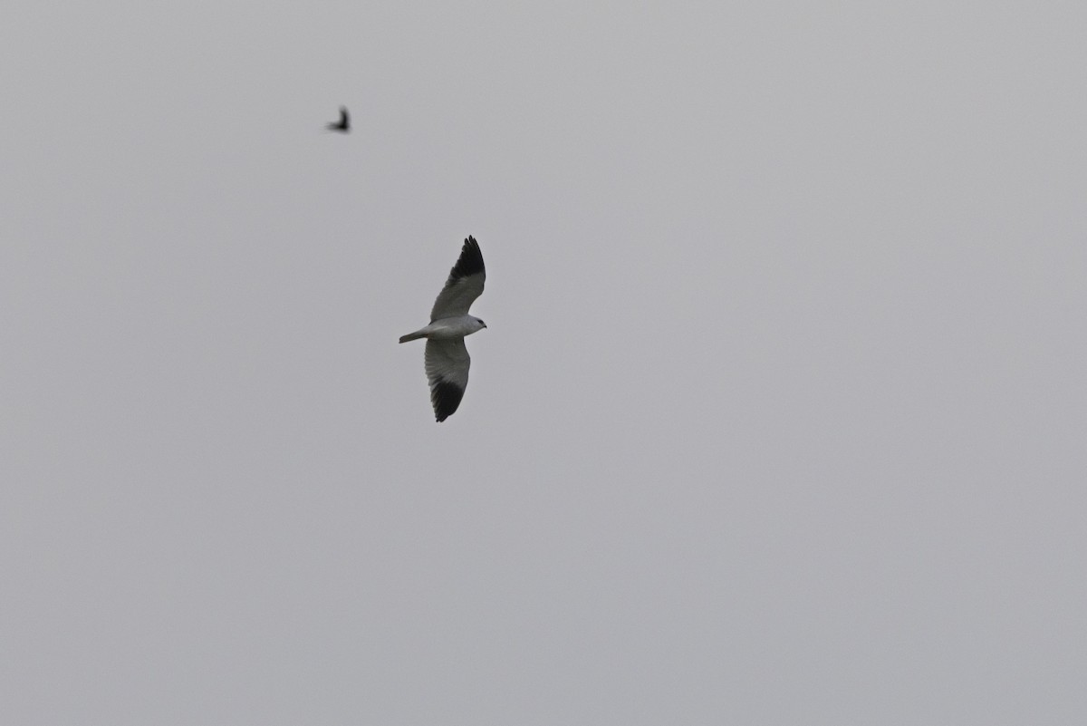 Black-winged Kite - ML643178143