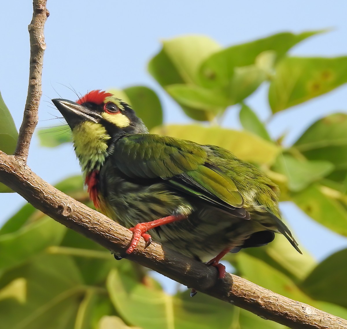 Coppersmith Barbet - ML643178146