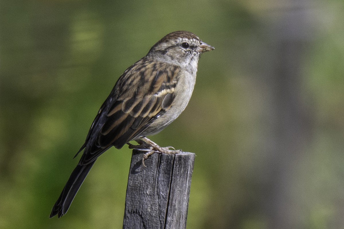 Chipping Sparrow - ML643178147