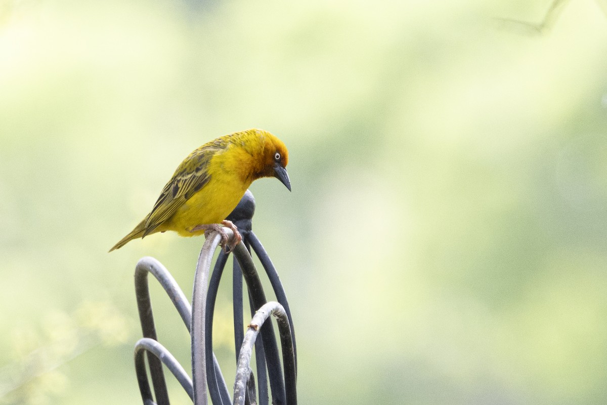 Cape Weaver - ML643178153